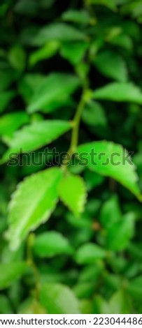 defocused or blurred abstract background with beautiful nature