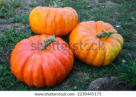 Fruit of the Cucurbita maxima plant, these three pumpkins are highly appreciated in gastronomy and as food for pets. Royalty-Free Stock Photo #2230445173