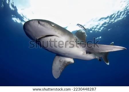 A wonderful huge shark swims through the sea under the bright illumination of the penetrating rays of the sun