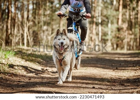 Running Siberian Husky sled dog in harness pulling bike on autumn forest dry land, 