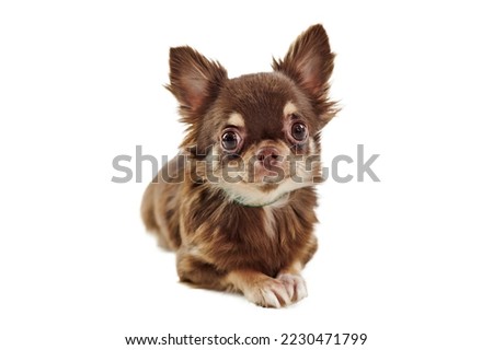 Sitting short haired brown chihuahua dog with big ears isolated on white background, cute adorable little chihuahua dog. Funny chihuahua dog breed thoughtfully looks around Royalty-Free Stock Photo #2230471799