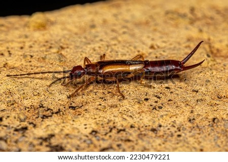 Adult Common Earwig of the order Dermaptera