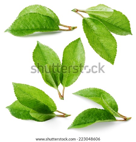Cherry leaves isolated on white background. Collection Royalty-Free Stock Photo #223048606