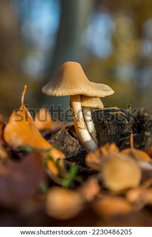 Wild forest mushroom in the woods of Austria in fall. Picture of the fungi with lovely bokeh was taken on a warm September day.