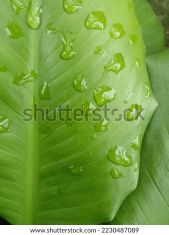 fresh leaves with gentle raindrops