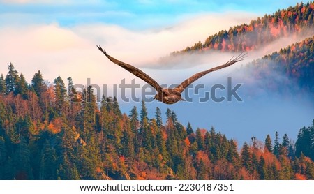 Red-tailed Hawk flying over the mountains with autumn forest background