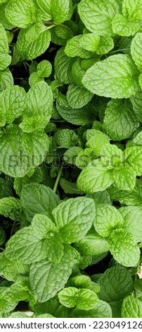 selective focus picture of spearmint leaves. Wallpaper picture 
