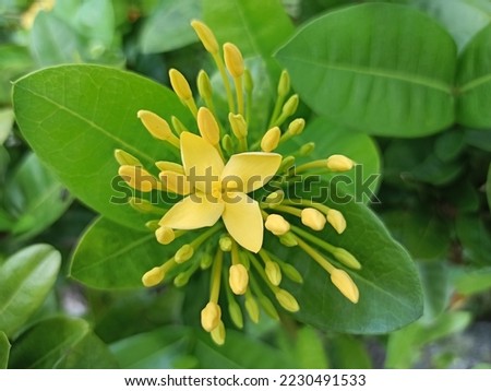 Saraca asoca (Ixora Flower) - The ashoka is a rain-forest tree. Yellow asoka flowers bloom in the garden
