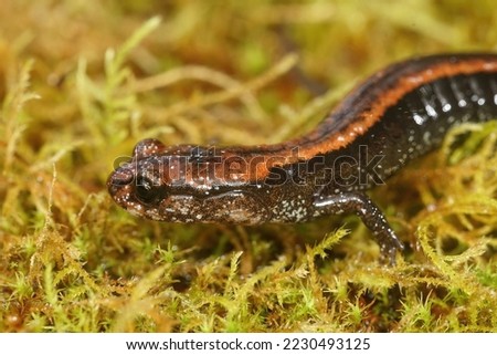Natural closeup on a juveile of the endangered Del Norte Salamander , Plethodon elongatus, in North California
