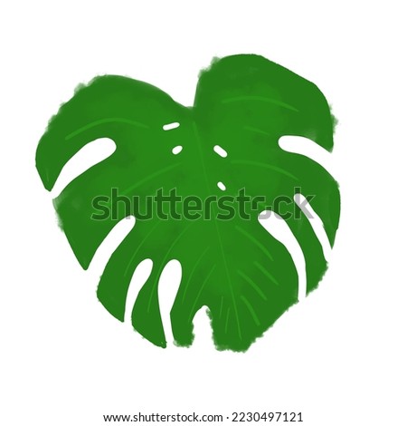Monstera flower leaf, watercolor digital illustration