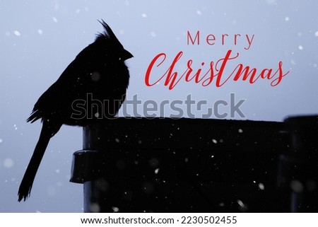 Cardinal bird silhouette with snow on background by Merry Christmas greeting.