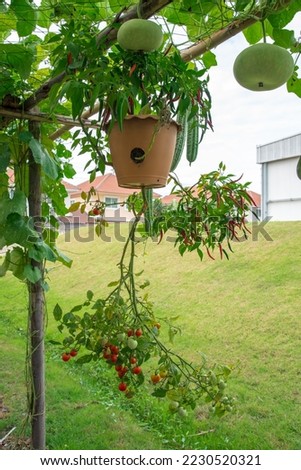 Growing chilis, peppers and tomatos in pots upside down hanging on wooden scaffolding. Royalty-Free Stock Photo #2230520321