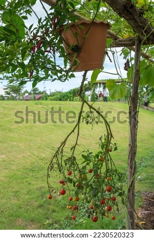 Growing chilis, peppers and tomatos in pots upside down hanging on wooden scaffolding. Royalty-Free Stock Photo #2230520323