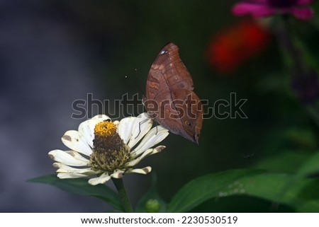 photo of a butterfly perched on a zennia flower in the morning before the rainy season