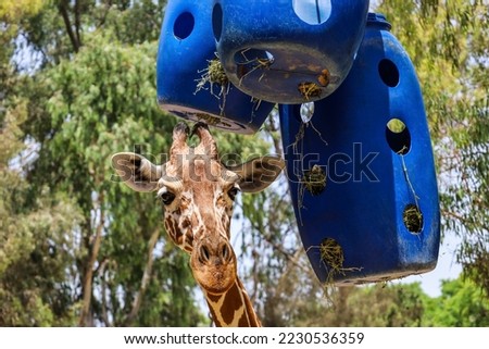 Cute giraffe near feeder in zoological garden
