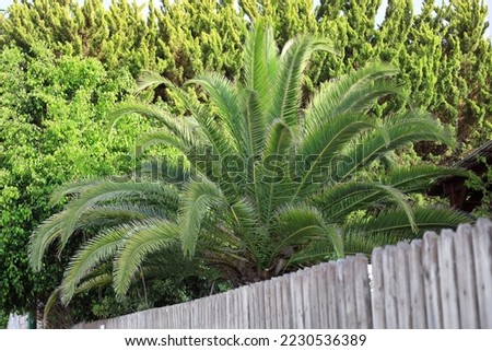 View of green palm tree on sunny day