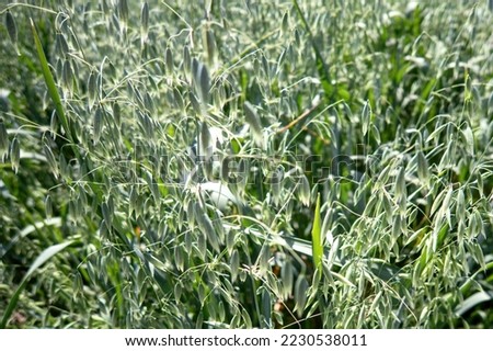 A In a field of green spikelets of oats close up