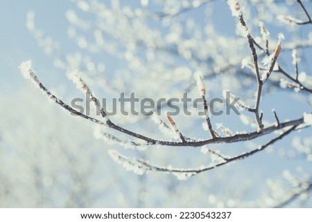 Close up frosted tree branches concept photo. Winter season. Snowy december morning. Front view photography with blurred background. High quality picture for wallpaper, travel blog, magazine, article