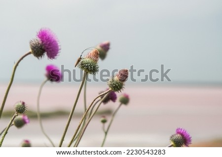 Close up thistle flowers concept photo. Coastal plant with longhorn beetle. Front view photography with blurred landscape background. High quality picture for wallpaper, travel blog, magazine, article