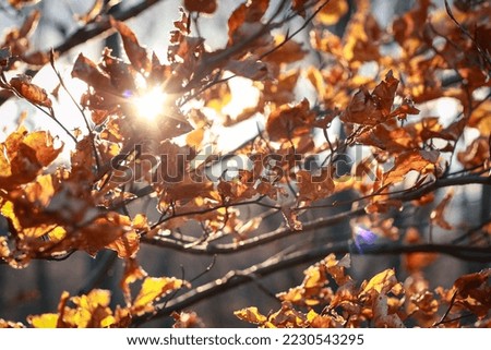 Close up sunlight through autumn leaves concept photo. Autumn sunshine. Front view photography with blurred landscape background. High quality picture for wallpaper, travel blog, magazine, article