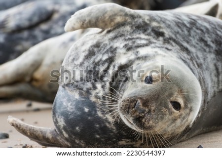 Head, Portrait Picture of Cute Baby Grey Seal at Horsey Gap, Norfolk, United Kingdom
