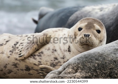 Head, Portrait Picture of Cute Baby Grey Seal at Horsey Gap, Norfolk, United Kingdom
