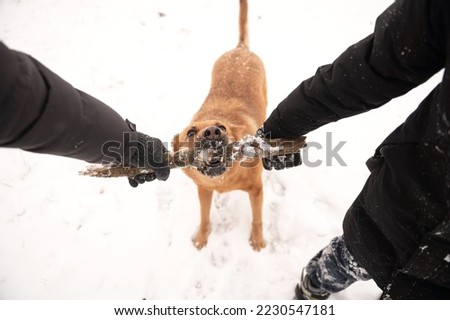 A red-haired dog takes a stick from its owner in the snow in winter