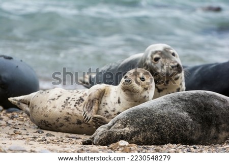 Cute, Adorable Mother and Baby Picture of Sea Lions at Horsey Gap, Norfolk, United Kingdom