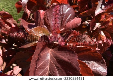 Acalypha wilkesiana, common names copperleaf and Jacob’s coat, is an evergreen shrub growing to 3 metres high and 2 metres across. It has a closely arranged crown, with an erect stem and many branches