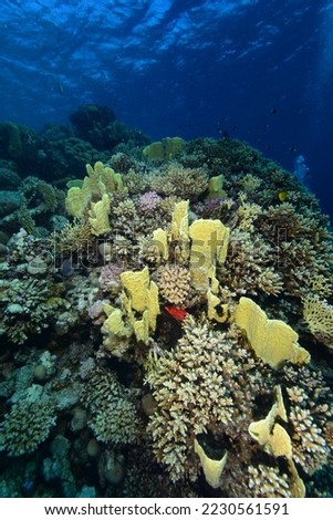 Underwater World. Coral fish and reefs of the Red Sea. Egypt	