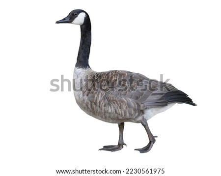 wild goose (Branta canadensis) it go isolated on white background Royalty-Free Stock Photo #2230561975