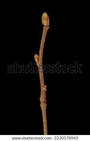 Hazel (Corylus avellana). Wintering Twig Closeup Royalty-Free Stock Photo #2230570943