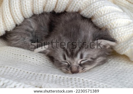 Sleeping Little kitten fortnightly age. Two week old Baby Cat. Funny Pet on a cozy white blanket. Cute pet lifestyle picture