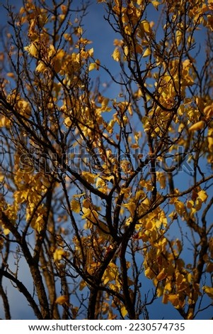 leaves of yellow color on a blue background on an autumn day at sunset