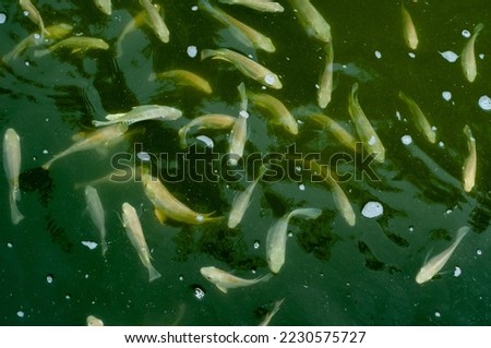 fish living in the pond