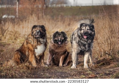 three caucasian shepherd dogs in the field Royalty-Free Stock Photo #2230583127