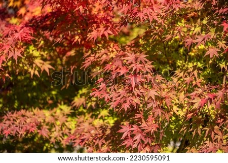 A picture of maple leaves in Autumn in South Korea