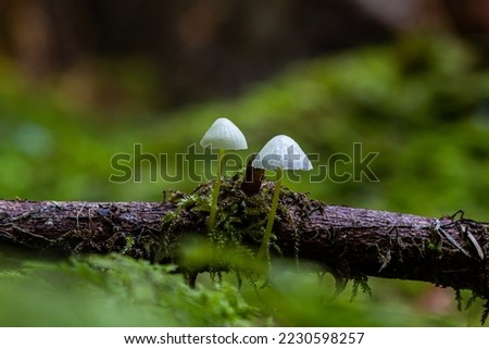mycena epipterygia between the moss in the forest.