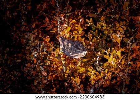 A picture of a leaf on barberry in a park in South Korea