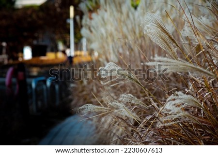 A picture of  reeds next to a river