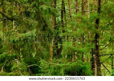 Green background of pine trees and fir trees in mountainside forest.