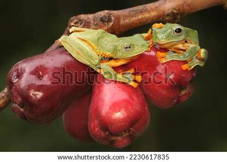 Two green tree frogs prepare to mate on a branch of a pink Malay apple tree covered in fruit. This amphibian has the scientific name Rhacophorus reinwardtii.