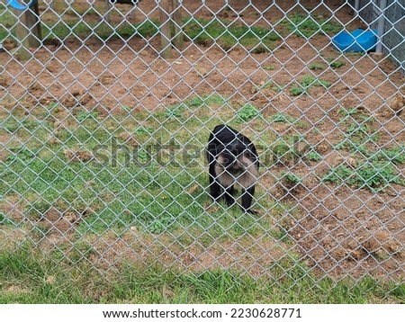 A monkey walking around on the ground behind a fence wall.