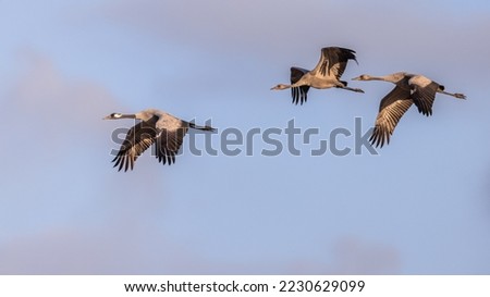 Crane birds (Grus grus) adult bird with two juveniles flying on migration. Birds in flight. Wildlife scene of European nature. Royalty-Free Stock Photo #2230629099