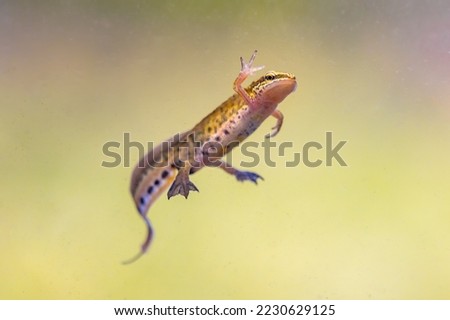 Palmate newt (Lissotriton helveticus) colorful aquatic amphibian male swimming in freshwater habitat of pond. Underwater wildlife scene of animal in nature of Europe. Netherlands.
