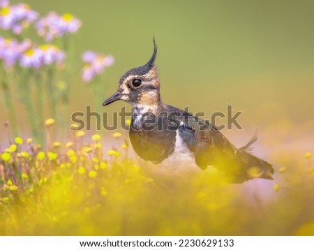 Female Northern lapwing (Vanellus vanellus) hiding in yellow flowers in estuary in the Netherlands. With bright background. Wildlife scene of nature in Europe. Royalty-Free Stock Photo #2230629133