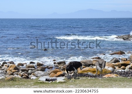 Ostrich (Struthio camelus) foraging along the coastline on Cape Peninsula