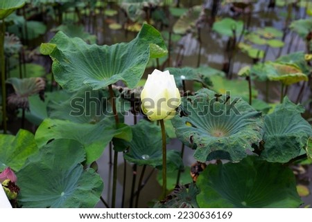 Lotus flower blooming in pond with green leaves