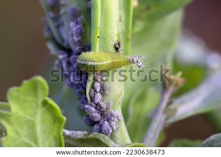 The larva of a fly from the family Syrphidae, Hoverfly with a hunted aphid. A colony of aphids on a plant and their natural enemy. Royalty-Free Stock Photo #2230638473