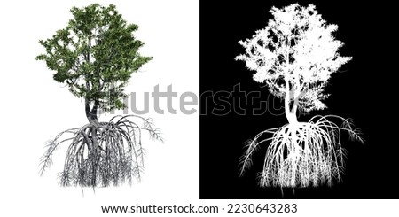 Red Mangrove Tree isolated on white background with alpha clipping mask